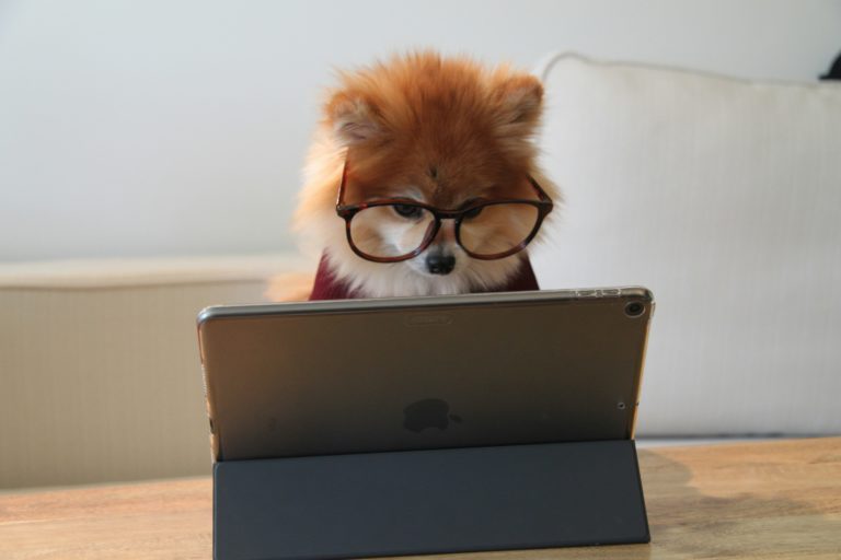 Un chien portant des lunettes fixant l'écran d'une tablette